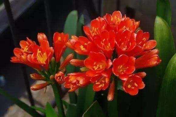 修剪|垃圾桶旁边一堆快死的花,到底该不该捡悄悄拎回家赚大发了