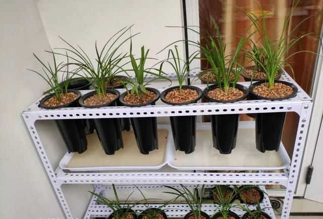 养花占地方？阳台支个架，再养10盆也不挤！