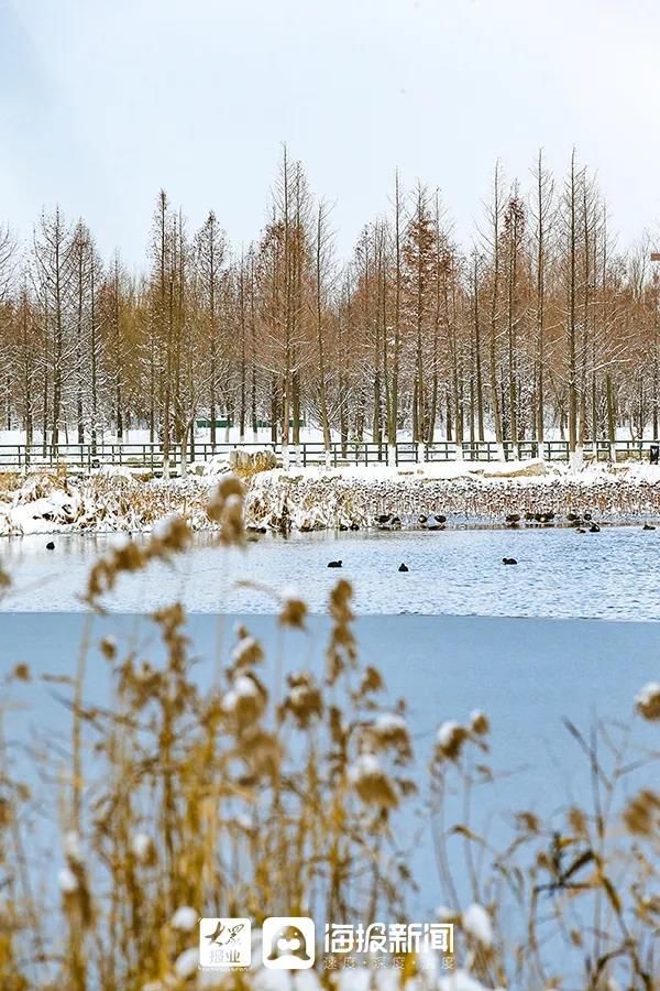 雪景|烟台终于下雪了！（附烟台绝美冰雪图）