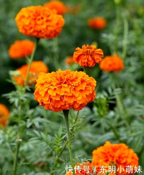 6种有臭味的花卉,颜值虽高味道难闻,建议不养!