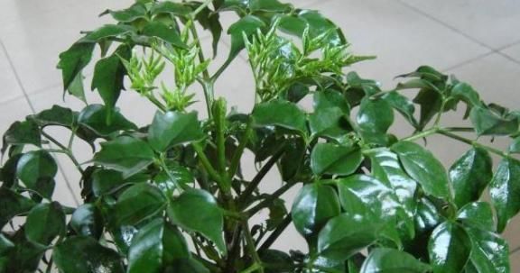  害气体|这3棵“树”买不起，偷偷截一段，埋下就能活，方便还实惠