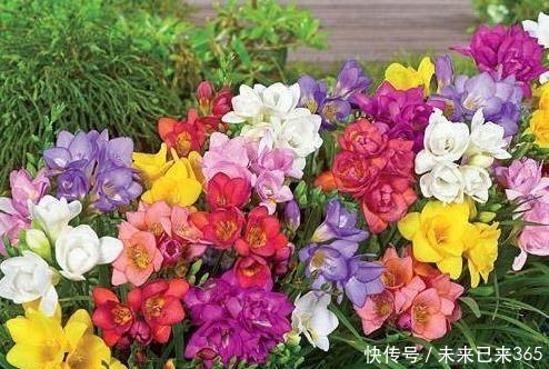 喜欢养护花卉，就在室内养护“五颜六色”的花卉，花期长，花量大