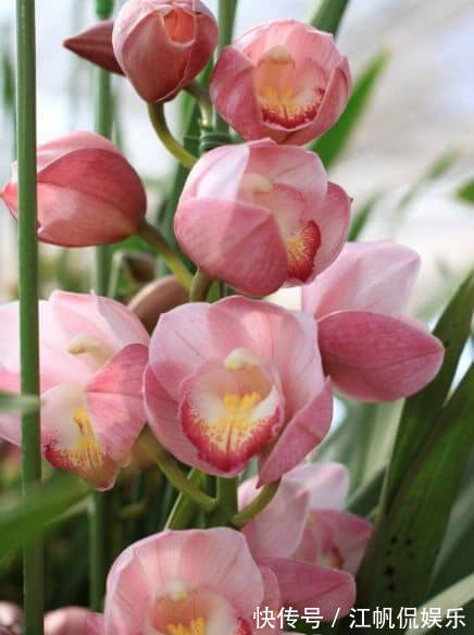 此花一养就喜欢上它,好养漂亮,开花就爆盆,香味十足,女生必选