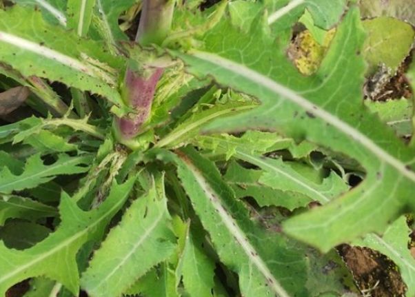 排毒养颜|想长寿要先会吃,3种食物离不开,排毒养颜,滋润肌肤!