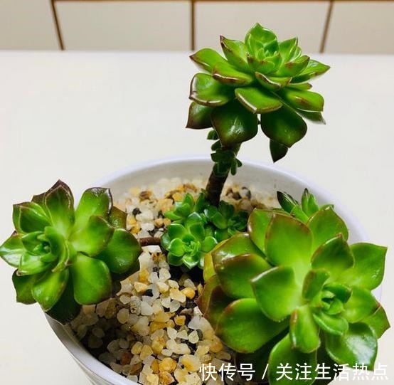 把蒂亚养出群生状态,我总算学会了!