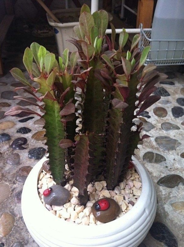 龙骨|最适合客厅摆放的盆栽,堪比空气净化器的绿植,大气又漂亮!