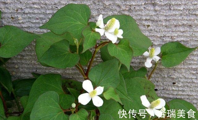 阳台种了“狗狗菜”，有人爱极了有人受不了，其实价值高应该多吃