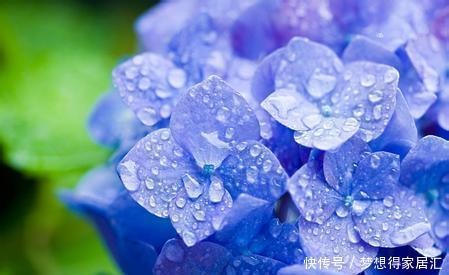 看吧|还在为绣球花开花少而苦恼?来看看吧