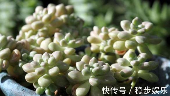 4种情况出现，就得给多肉''砍一刀''，植株方能越长越美