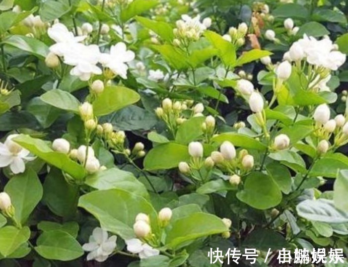 香雪兰|3种花,现在“赶快”养家里,开花多,花朵艳,满屋都飘香!