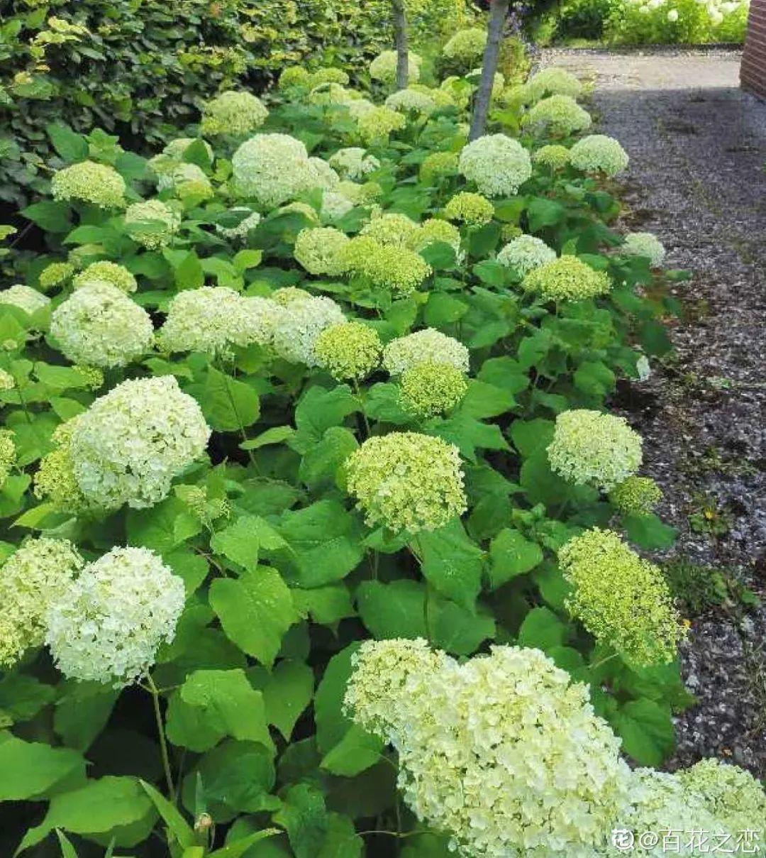 枯萎|9种花是富贵命,必须大盆养,小盆养会憋死