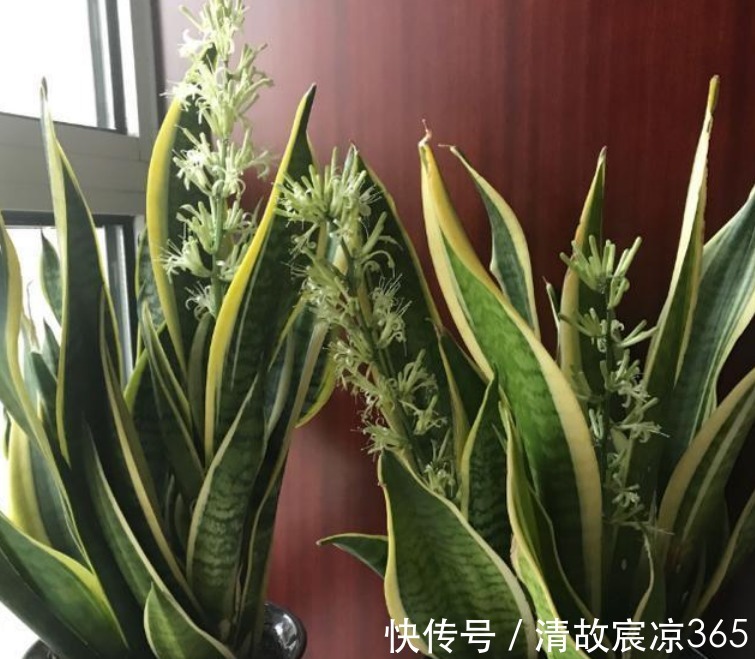 疯长|养虎皮兰,往盆埋“1块它”,不施肥,小芽直接撑破盆,疯长不停