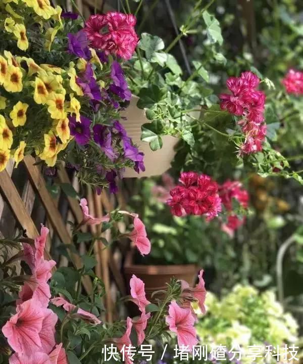 露台|两个孩子的妈妈,利用空闲时间,在露台打造出一片花的海洋