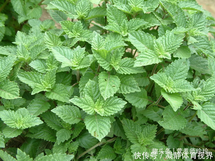 火炭母|2种野草，若你还能见到，请好好珍惜，药用价值极高，可遇不可求