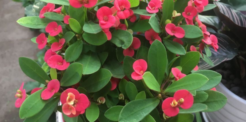 客厅养花有讲究:这3类植物再“喜欢”也别养,对家人不利