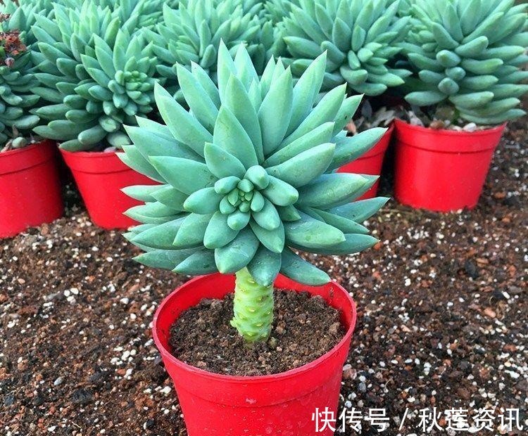 多肉植物千佛手其实不难养，抓住6个要点，养得健康又漂亮