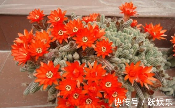 浇水|最适合懒人养的“4种花”,漂亮好养,一个月不管,花开满盆,美