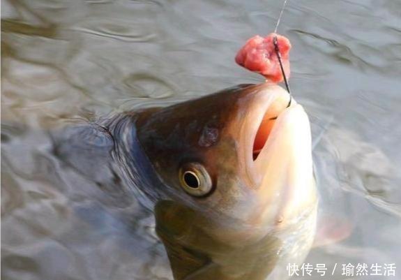 小鱼|钓鱼新手使用鱼钩的最大误区：别再用伊豆钓鲫鱼，钩型必须这样选