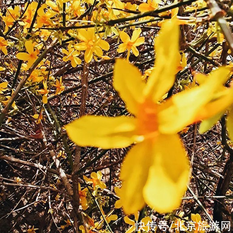 北京市|虎年的迎春花开了！3月京城即将迎来颜值巅峰~