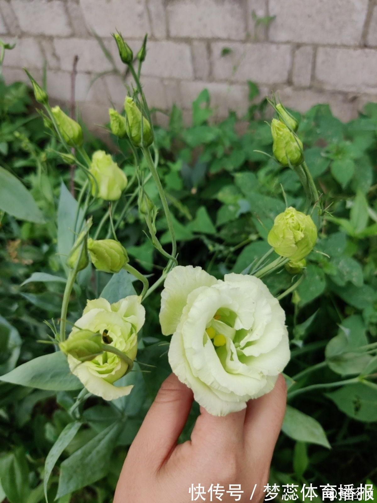 秋天|秋天是养草花的季节,12种草花现在播种,俩月就能开花