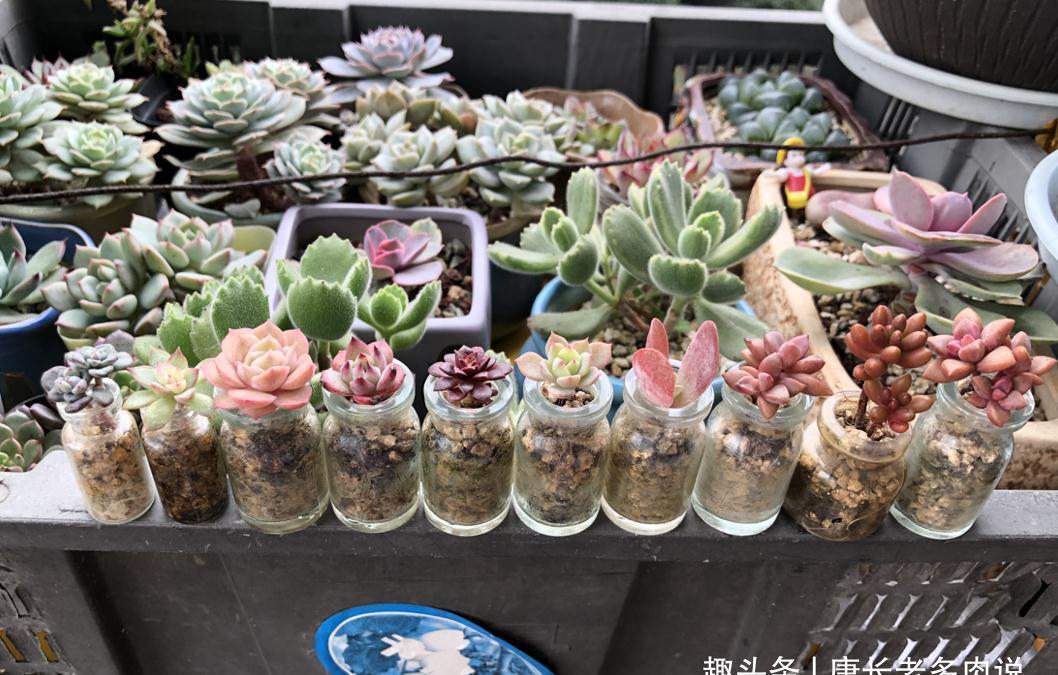 新玩法——用玻璃瓶养多肉,既方便打理又易于上色,阳台党的福音
