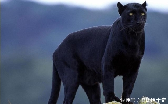 不懂就问,这满屏幕的豹,是王一博对其他塑的怨念实体化吗?