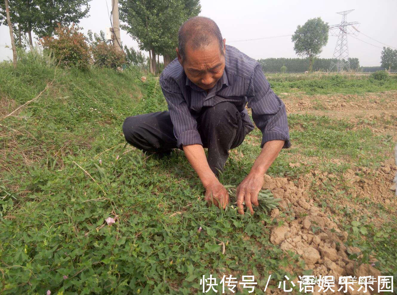 苦味|味道堪比苦瓜难入口,却是农民眼中的上品野菜,人称“凤尾”