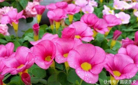 适合阳台养的花卉，花大色艳很漂亮，新手也能养爆盆