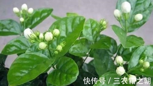 植株|茉莉花怎么养 茉莉花的养殖方法和注意事项