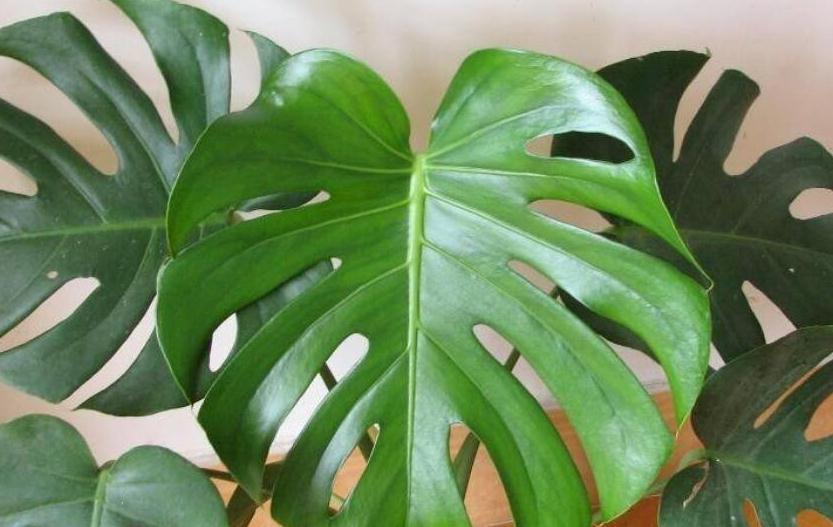 北方下雪了，家里养3盆花，空气一级棒，叶片绿油油