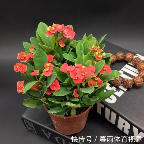 花卉|养花不能太勤快,这些懒人花,小盆种少浇水,越长越美!