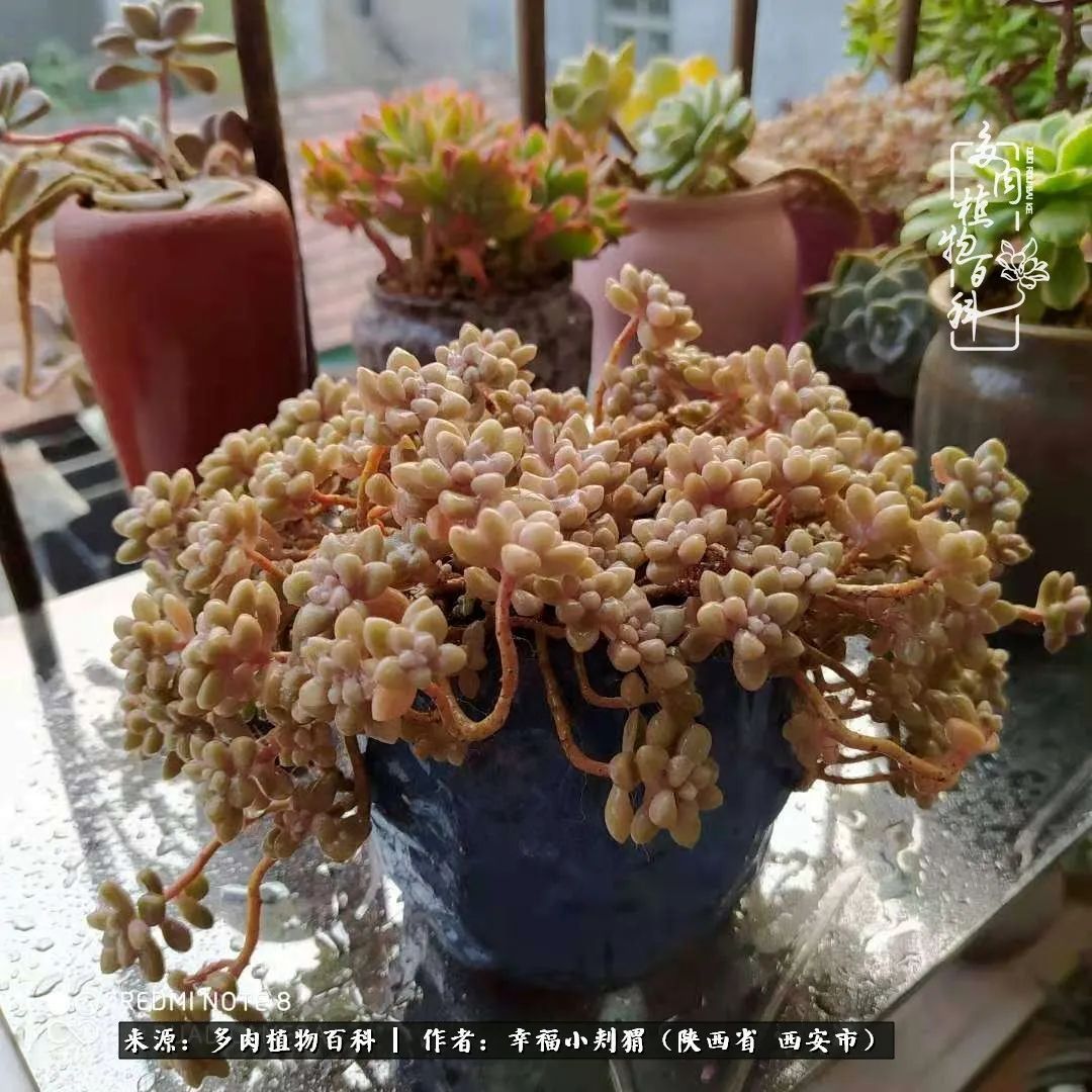 时光荏苒，种肉赏肉已成了生活中不可缺少的一部分！
