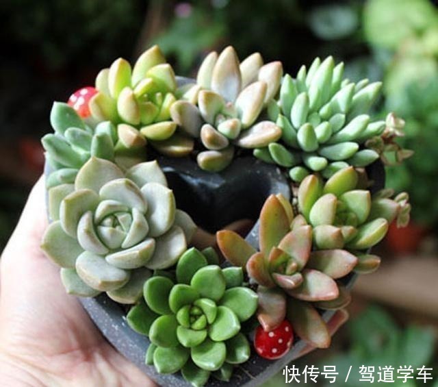 小花|多肉用土要谨慎,用了“铺面石”养一盆死一盆,想过夏赶紧换土!