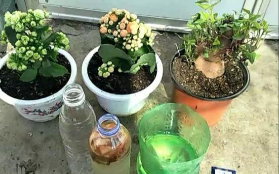 长寿花进入10月“补补身”,花苞几天冒一大堆,“开花多”溢出盆