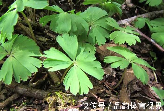 秦岭发现奇特植物，只有一叶一花，很娇弱却从恐龙时代生存到现在