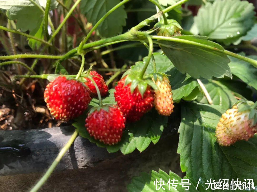 大粗杆插土里,7天生根,当年结果压弯枝,不用买水果了!