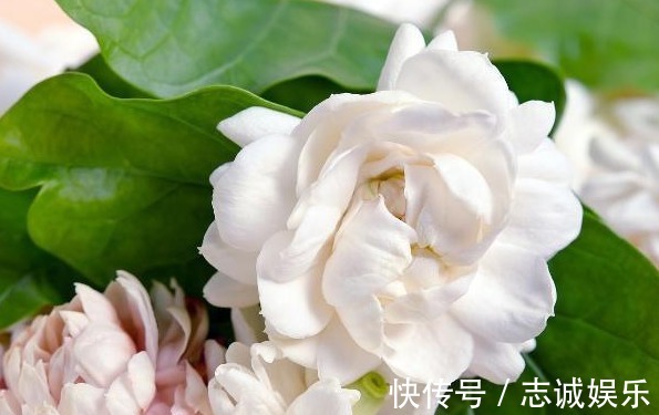 植株|最好养的室内盆栽茉莉花,只要5步,枝繁叶茂,一年开花6个月