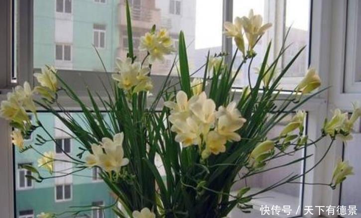 室内养花“3种水”可以喷，让植物叶子油绿不发黄，其他的不要用