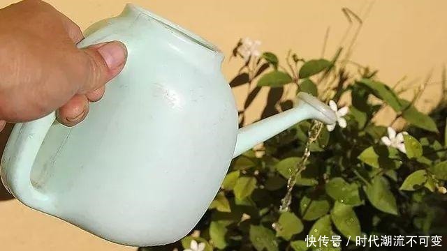 家里5种过期药片别扔,能杀菌防烂根,都是养花的宝贝