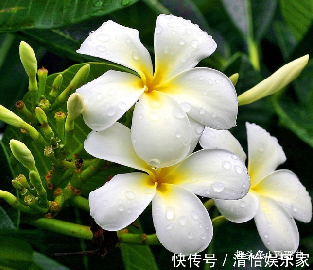 引种$此花只在夏季开放,构成一幅优雅高贵的图案,是充满希望的新生