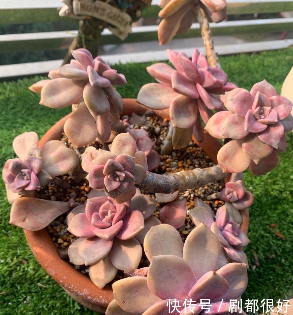 悬崖|养紫乐这种多肉,有3招,爆崽爆侧芽,还能长成悬崖桩