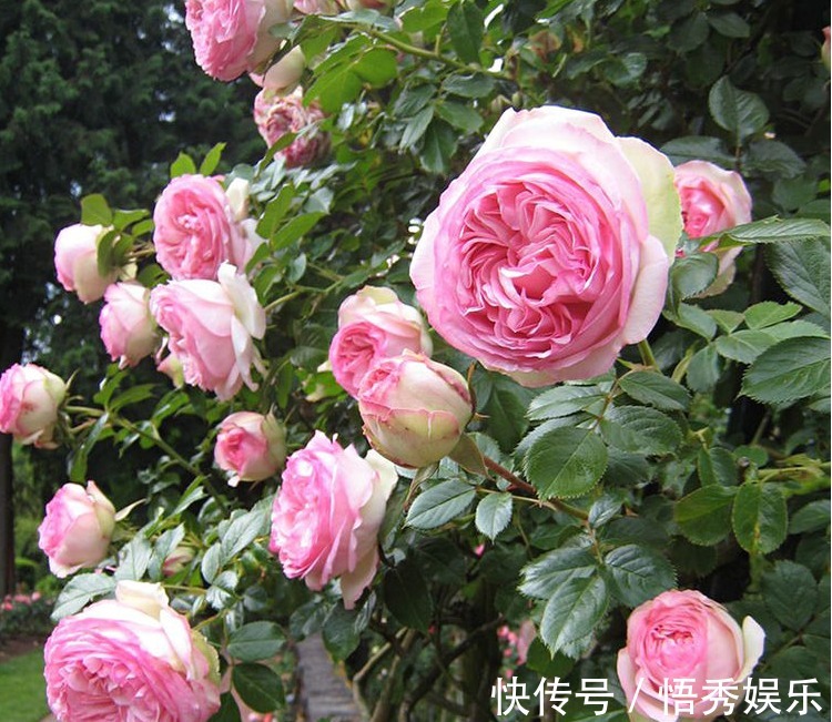 以下5种盆栽花卉,可以任性浇水,水浇多了不会死反而疯长