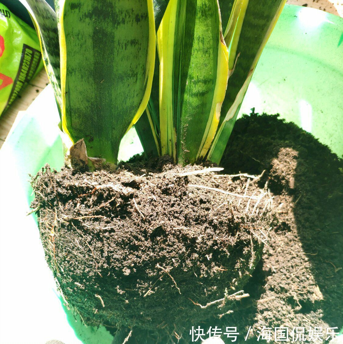 虎皮兰浇水太多怕烂根5个妙招分分钟排水，根旺叶片绿油油