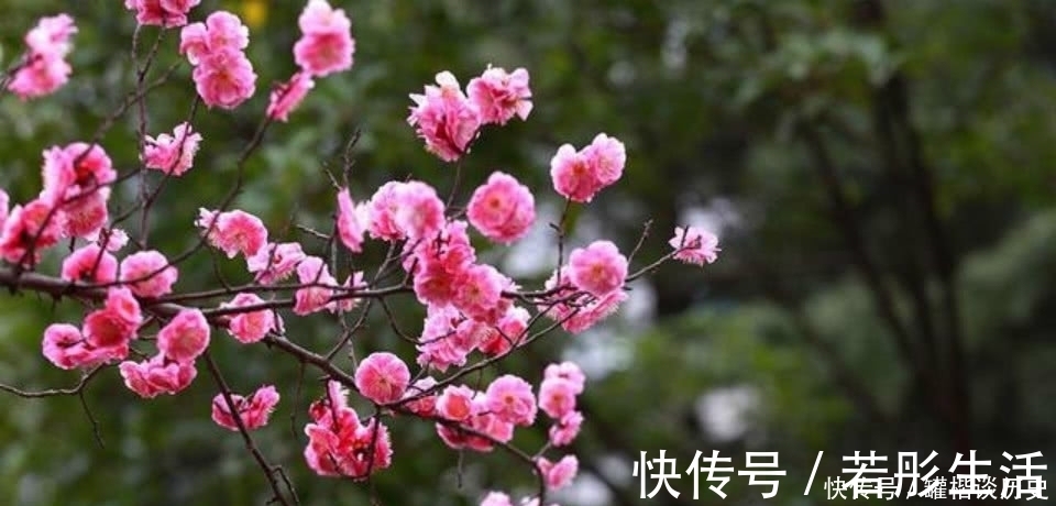 诗人&一首经典的咏梅诗，看似在赞美江南的梅花，其实是另有深意