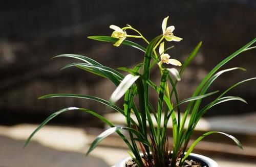  松树|养花不用买肥，捡一点松树皮、柳树皮，养啥旺啥！