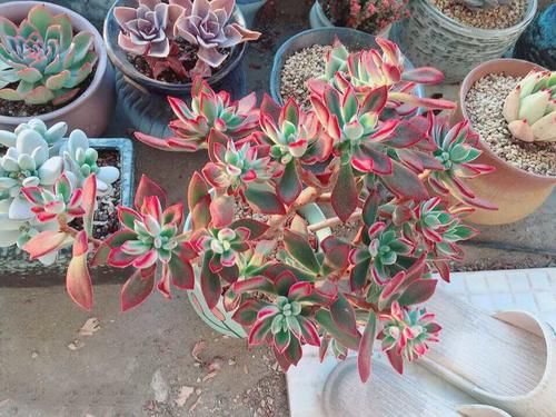 毛茸茸的多肉植物不常见 出了状态惹人羡 多肉锦晃星 真的好看 快资讯