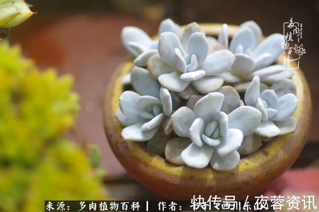 夏天|夏天日晒雨淋,秋老虎来势汹汹,你的多肉准备好逆袭了吗