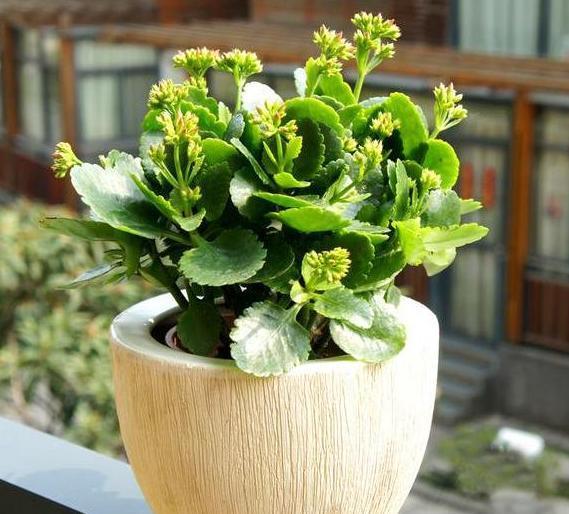 长寿|6、7月盆栽长寿花,该如何养好3个窍门让它花期开花挡不住