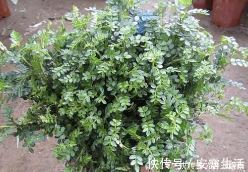 木香花|家里不通风、异味大,就养“3种花”,不仅有香味,还净化空气