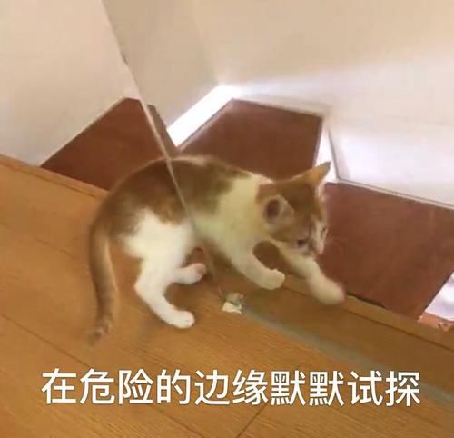 辟谣 猫咪大便干燥不一定就是便秘 真正的便秘应该注意这几点 快资讯